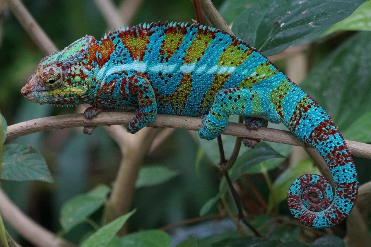 A10 Caméléon.jpg